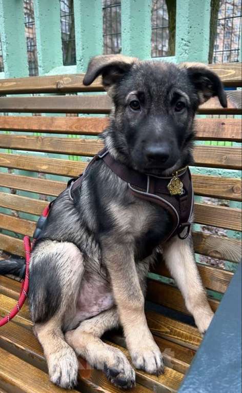 Собаки в Москве: Прекрасный щенок 3 месяца Мальчик, Бесплатно - фото 3