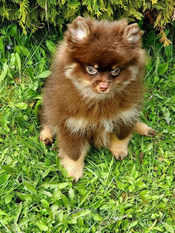 Собаки в других городах Московской области: Померанский шпиц коричнево-подпалый Мальчик, 30 000 руб. - фото 5