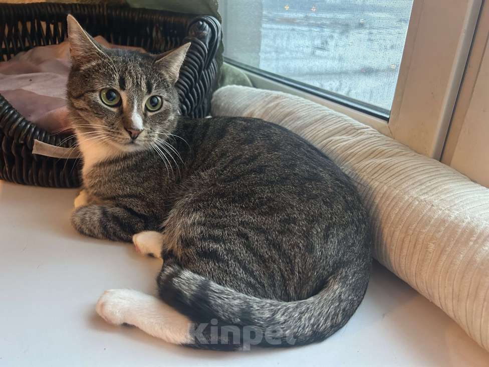 Кошки в Мурином: Маркус продолжает искать хозяина Мальчик, Бесплатно - фото 4