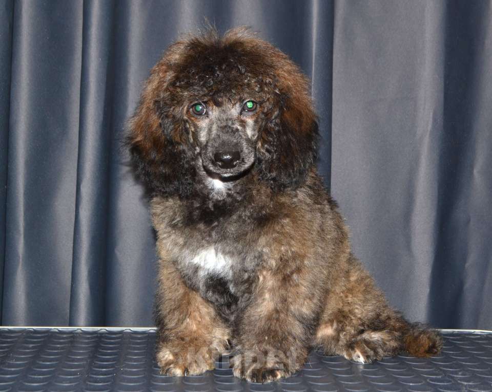 Собаки в Глазове: Онегин Мальчик, 30 000 руб. - фото 6