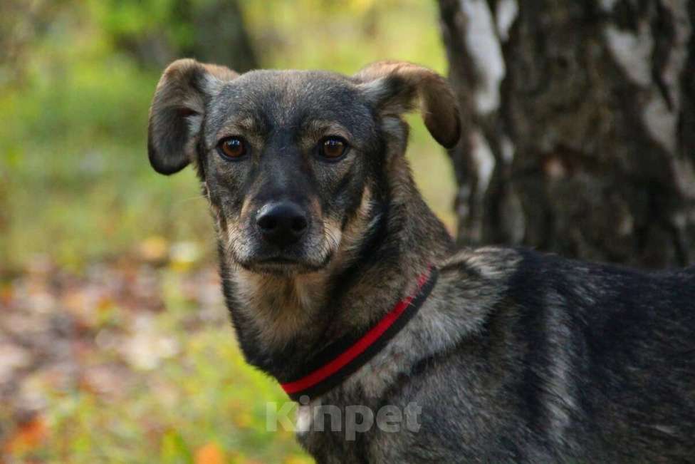 Собаки в Москве: Хильда Девочка, Бесплатно - фото 5