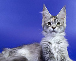 Кошки в Москве: Котенок мейн кун Девочка, Бесплатно - фото 2