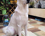 Собаки в Москве: Великолепный Плюш, красивый домашний пес  в добрые руки Мальчик, 10 руб. - фото 4
