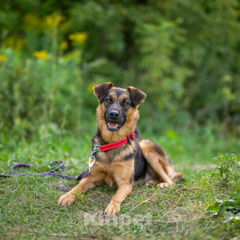 Собаки в Москве: Шоколадка Девочка, Бесплатно - фото 5