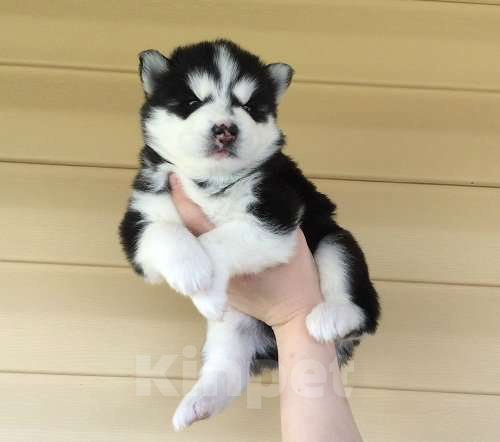 Собаки в Волжском: Хаски Щенки Разных окрасов Разнополые, Бесплатно - фото 1