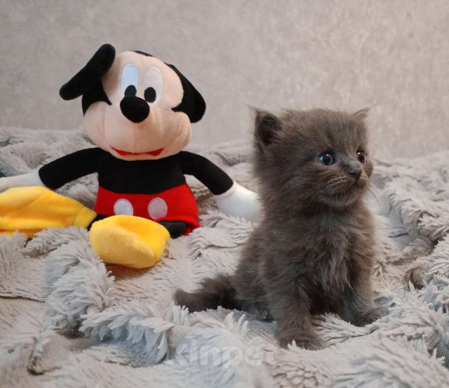 Кошки в Барнауле: Феликс Мальчик, 20 000 руб. - фото 4