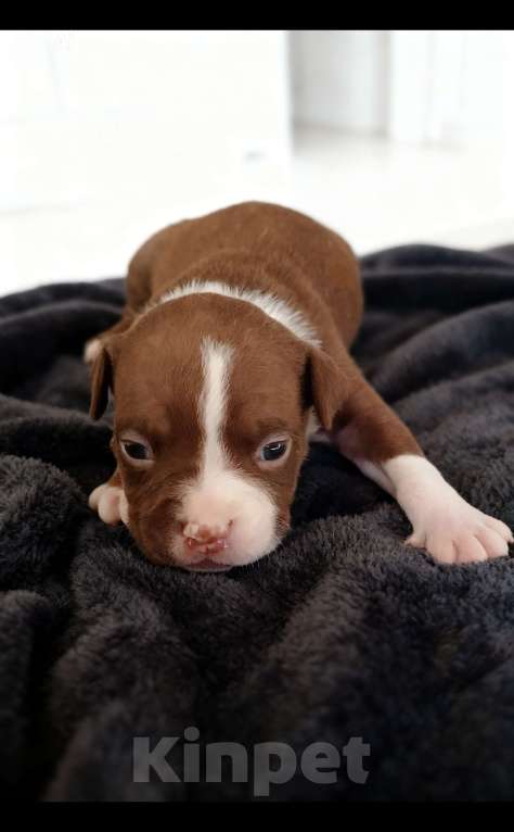 Собаки в Кинели: Американский Булли Мальчик, Бесплатно - фото 2