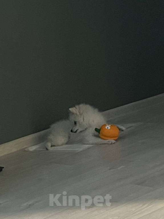 Собаки в Иркутске: Щенок шпиц Мальчик, 25 000 руб. - фото 2