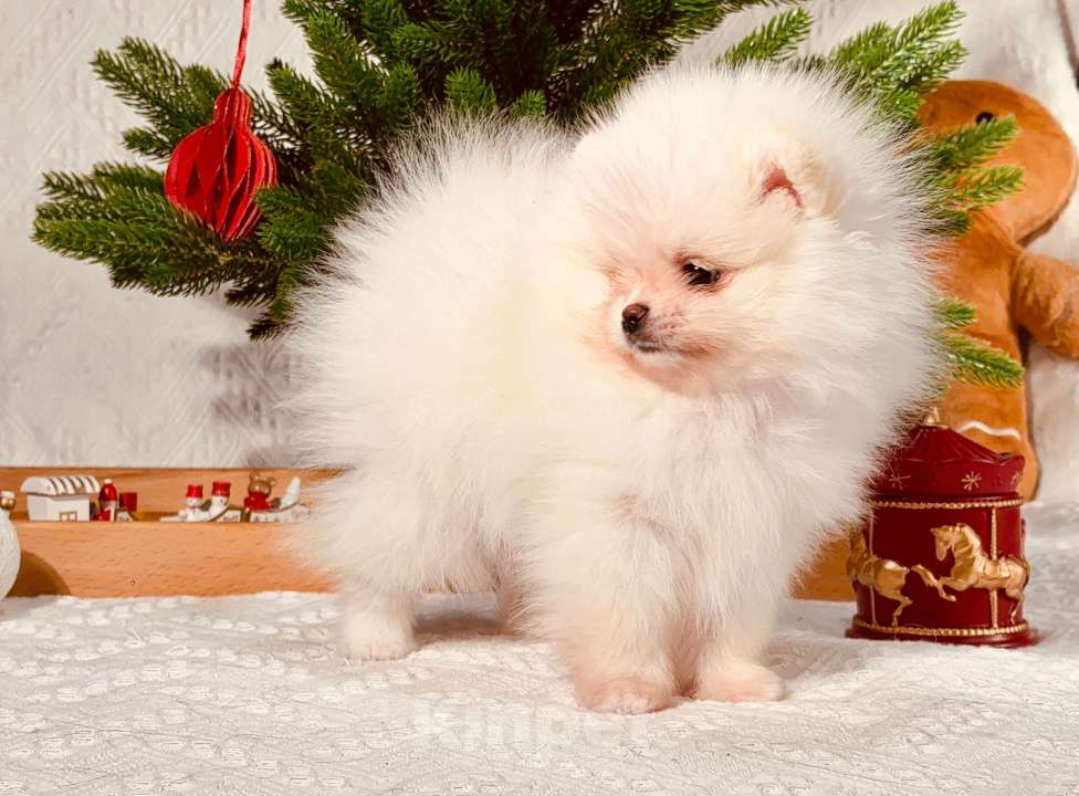 Собаки в Перми: Мальчик Айс крем Мальчик, Бесплатно - фото 4