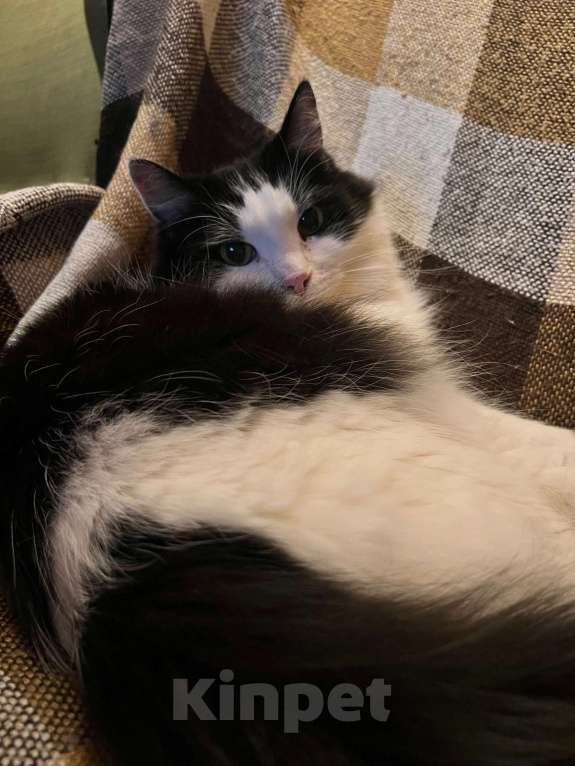 Кошки в Белоозёрском: Потерялся чёрно-белый кот! Мальчик, Бесплатно - фото 7