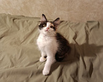 Кошки в Москве: Котенок Диана ищет дом Девочка, Бесплатно - фото 3