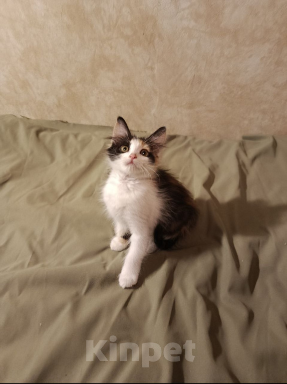 Кошки в Москве: Котенок Диана ищет дом Девочка, Бесплатно - фото 3
