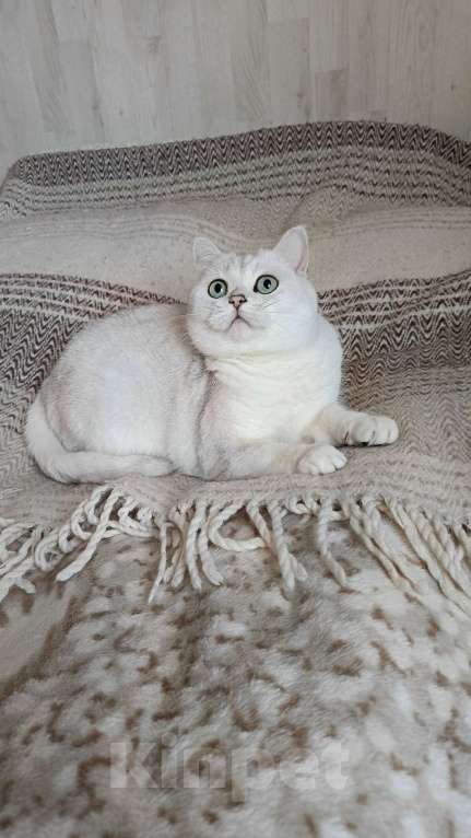 Кошки в Санкт-Петербурге: Британка в добрые руки. Девочка, Бесплатно - фото 2