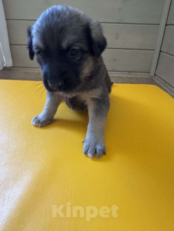 Собаки в Москве: Тишенька Мальчик, Бесплатно - фото 2