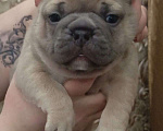 Собаки в Челябинске: Французский бульдог  Мальчик, 35 000 руб. - фото 4