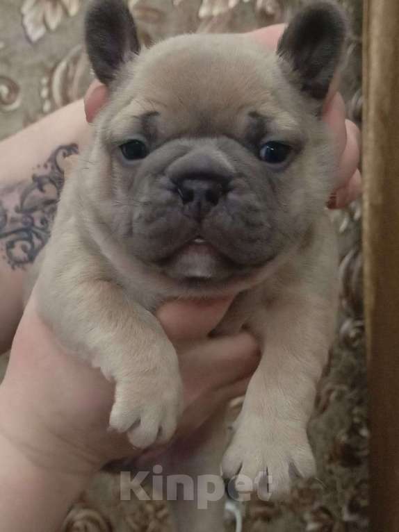 Собаки в Челябинске: Французский бульдог  Мальчик, 35 000 руб. - фото 4