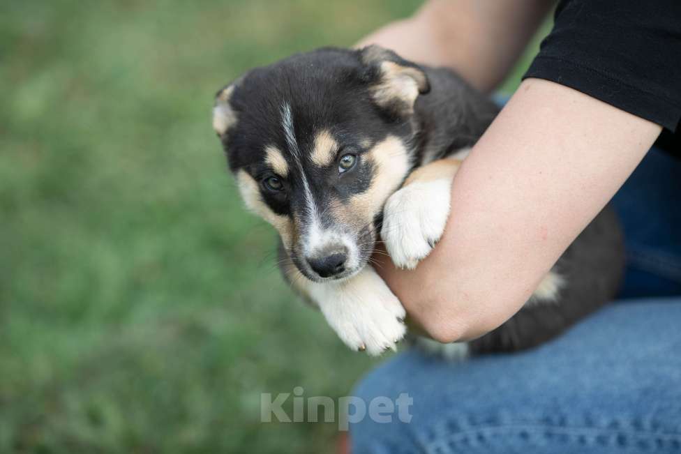 Собаки в Москве: Щенок-егоза в дар в добрые руки Девочка, Бесплатно - фото 3