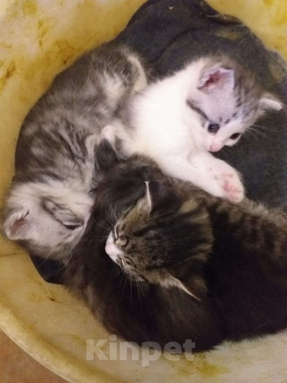 Кошки в Кашире: Котята Мальчик, 1 руб. - фото 5