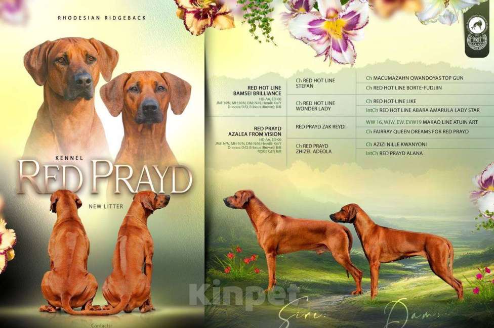 Собаки в Москве: Щенки Родезийского Риджбека 13.07.2025 Девочка, 120 000 руб. - фото 3