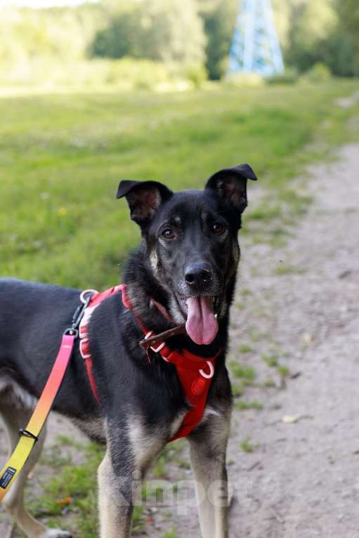 Собаки в Москве: Молодой песик Бакс  ищет дом! Мальчик, Бесплатно - фото 1