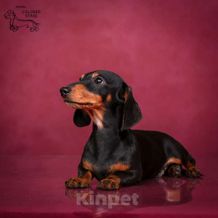 Собаки в Королеве: Мальчик кроличий.  Мальчик, 70 000 руб. - фото 5