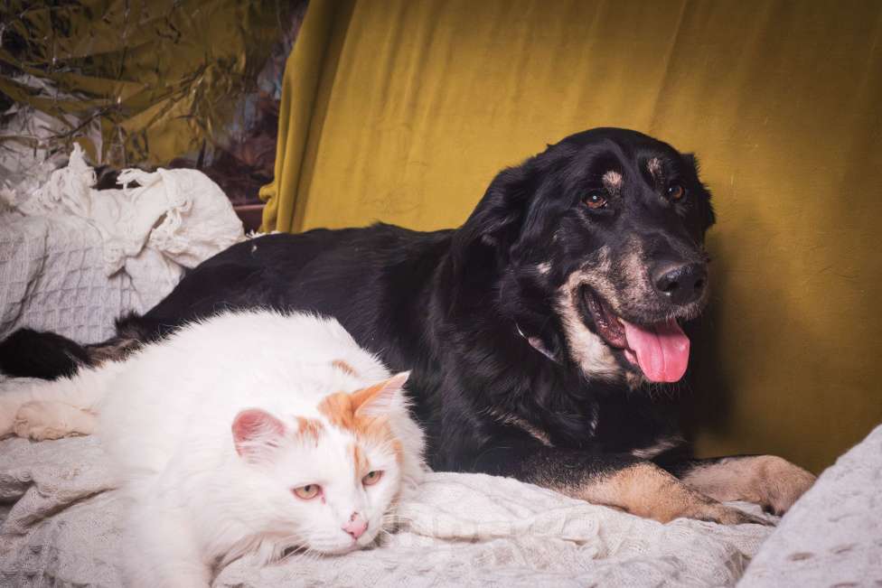 Собаки в Москве: Фунт  Мальчик, 1 руб. - фото 6