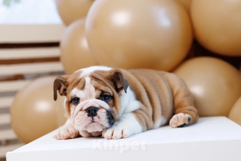 Собаки в Москве: Милое создание Карлуша Девочка, 100 000 руб. - фото 7