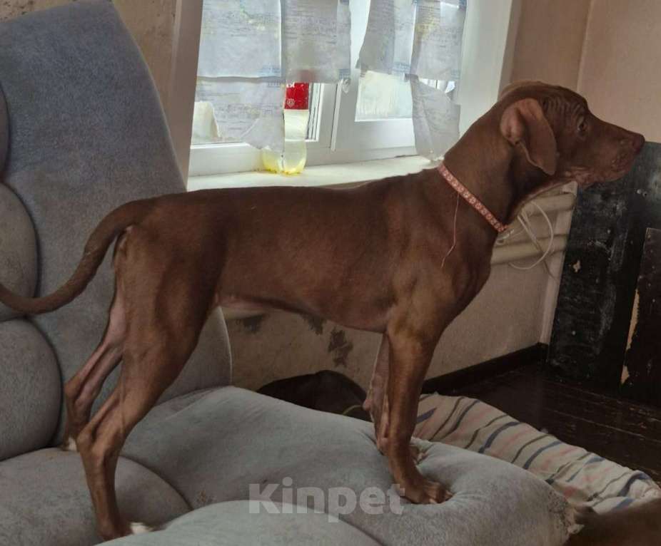 Собаки в Бийске: Щенок Девочка, 20 000 руб. - фото 1