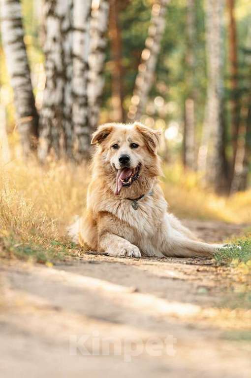 Собаки в Москве: Шикарный пёс Нортон в добрые руки. Мальчик, Бесплатно - фото 3
