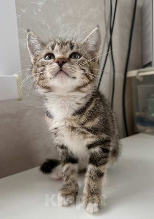 Кошки в Москве: Котенок в добрые руки Девочка, Бесплатно - фото 2