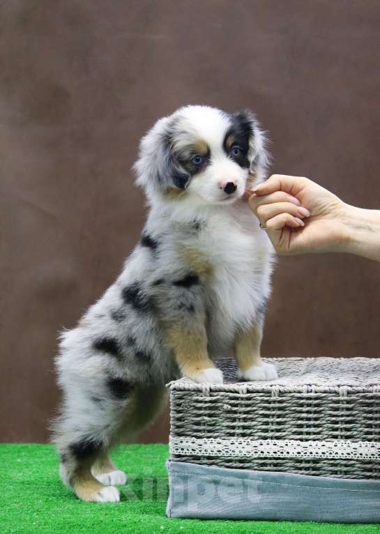 Собаки в Москве: Мини аусси шикарный мальчик Мальчик, 120 000 руб. - фото 2