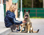 Собаки в Москве: Букка супер пес в добрые руки Мальчик, Бесплатно - фото 5