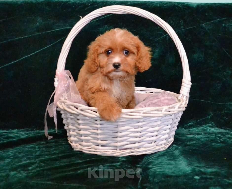 Собаки в Ореховом-Зуево: Малышка кавапу  Девочка, 45 000 руб. - фото 4