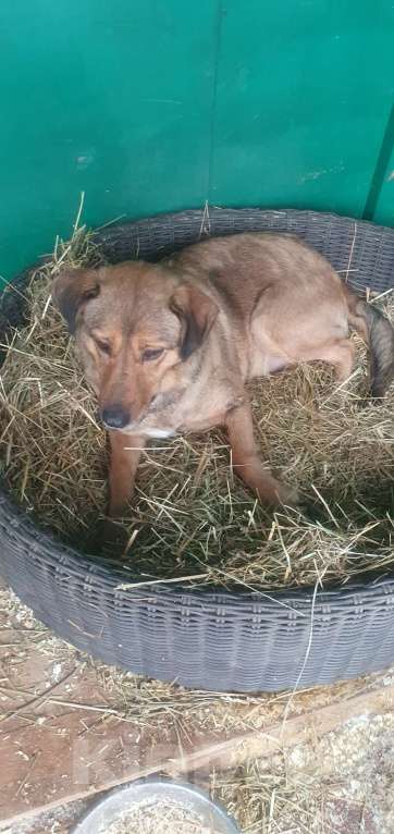 Собаки в Москве: Сандра Девочка, Бесплатно - фото 4