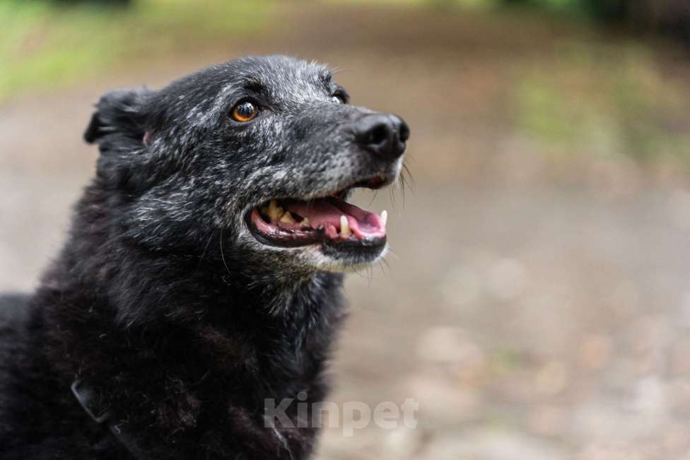 Собаки в Москве: Небольшой и скромный мальчик Мальчик, Бесплатно - фото 5