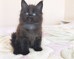 Кошки в Москве: Мейн-кун котик Мальчик, Бесплатно - фото 4