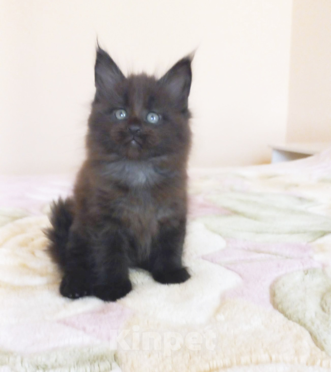 Кошки в Москве: Мейн-кун котик Мальчик, Бесплатно - фото 4