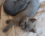 Кошки в Туле: Котята шотландские короткошортстные Разнополые, 2 000 руб. - фото 1