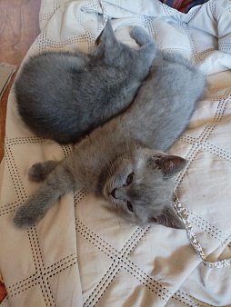 Котята шотландские короткошортстные