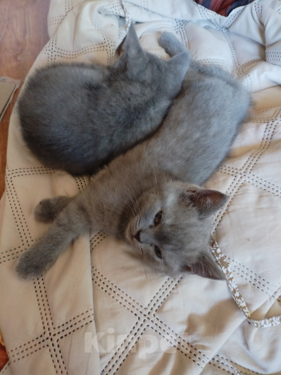 Кошки в Туле: Котята шотландские короткошортстные Разнополые, 2 000 руб. - фото 1