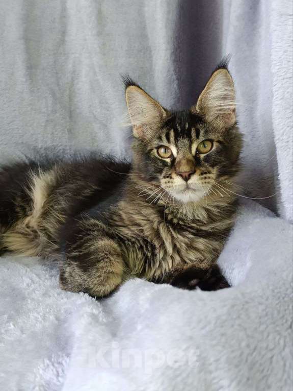 Кошки в Анапе: Мальчик Мейн-кун Мальчик, 45 000 руб. - фото 4