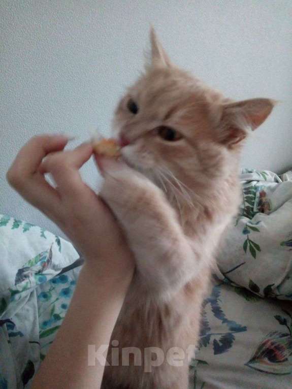 Кошки в Краснодаре: Потерялся кот Мальчик, Бесплатно - фото 3