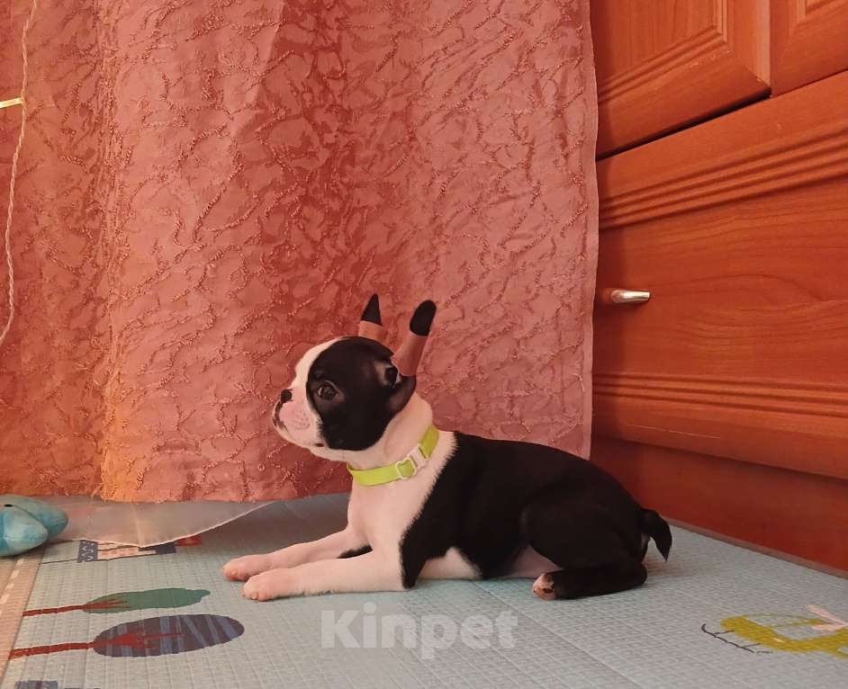 Собаки в Санкт-Петербурге: Бостон -терьер,девочка Девочка, 80 000 руб. - фото 4