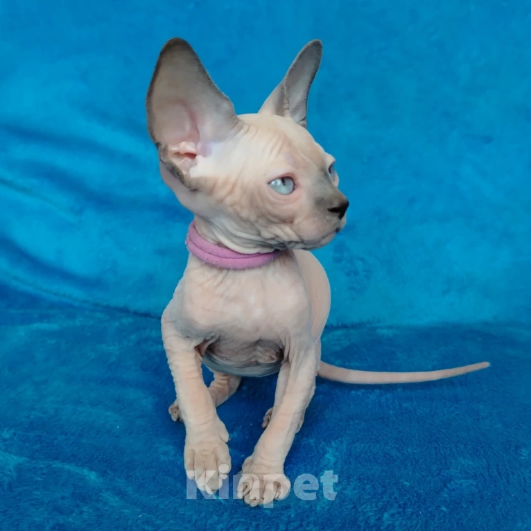 Кошки в Королеве: Очаровательный сфинксеныш из питомника Мальчик, 60 000 руб. - фото 2