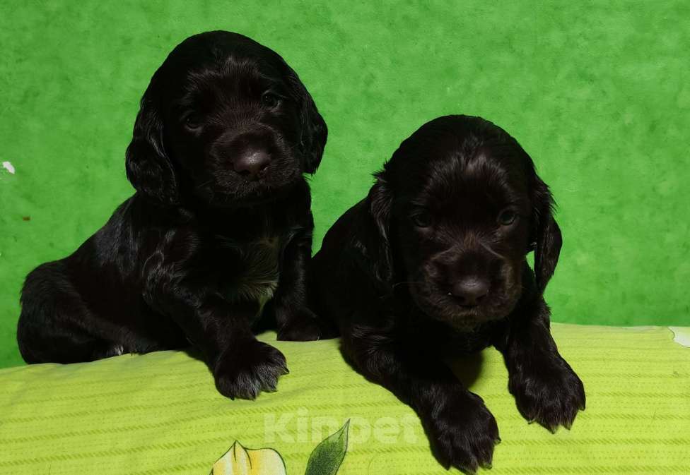 Собаки в Санкт-Петербурге: Чистокровные щенки Русского охотничьего спаниеля с родословной. Мальчик, 45 000 руб. - фото 4