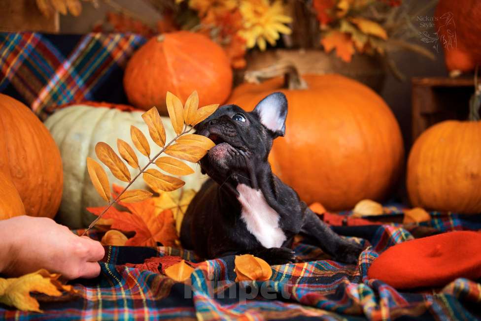 Собаки в Ростове-на-Дону: Готовы к переезду. Девочка, 35 000 руб. - фото 4