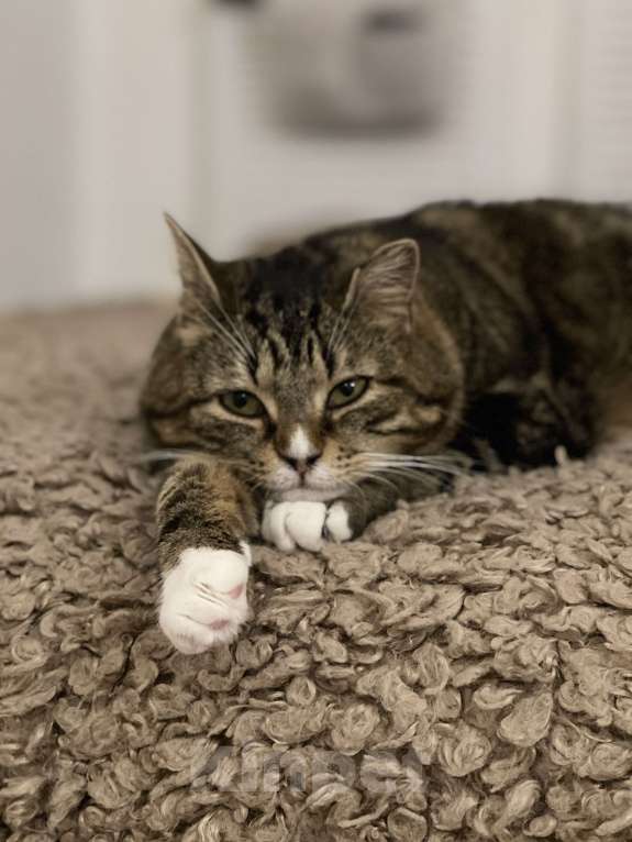 Кошки в Кудрово: Уютная Ариша - это самая комфортная кошечка для семьи Девочка, Бесплатно - фото 4