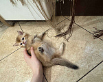 Кошки в Москве: 😺Шотландские котята Мальчик, 30 000 руб. - фото 4