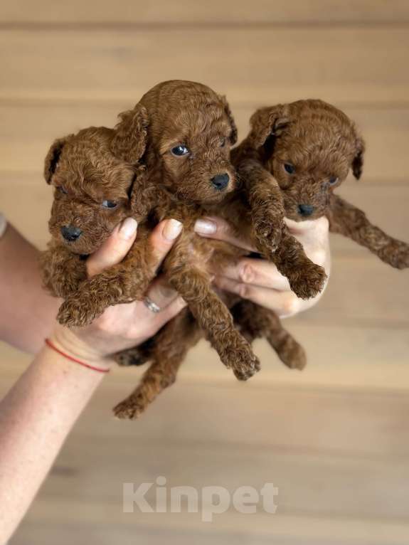 Собаки в Новосибирске: Щенки той пуделя Мальчик, 80 000 руб. - фото 2