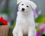 Собаки в Санкт-Петербурге: Высокопородный щенок белой швейцарской овчарки,Девочка 2 Девочка, 70 000 руб. - фото 2